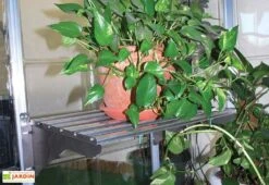 Étagère En Aluminium à Charge Lourde < 40 Kg Pour Serre Palram -Garanti Jardin Magasin etagere aluminium charge lourde 40kg palram heavy duty shelf kit 4