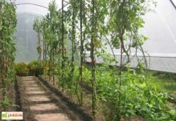 Serre Tunnel Tonneau En Polyéthylène 34 M² - Gothique 7,5 X 4,5 M -Garanti Jardin Magasin g45750atc serre tunnel goth 7.5