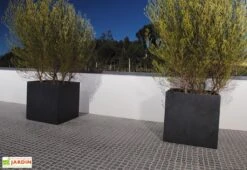 Jardinière En Béton Fibré Kube 60 (60x60)