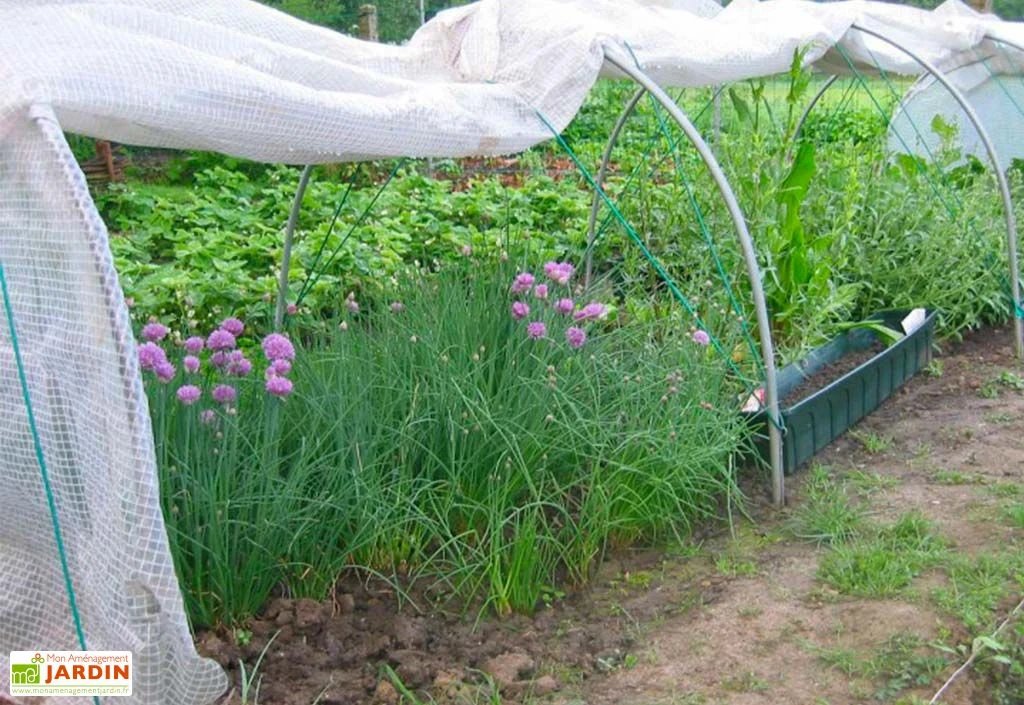 Serre De Jardin Serre Chenille En Acier Et Polyéthylène 1,3 X 10 M 4 Serre De Jardin Serre Chenille En Acier Et Polyéthylène 1,3 X 10 M – Image 2